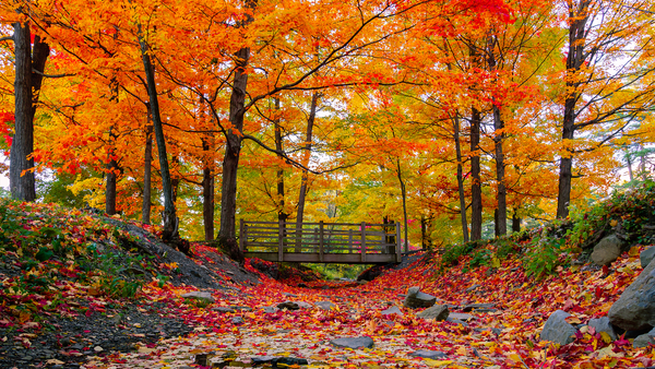 The 5 Best Leaf Peeping Destinations in the Northeast